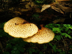 Трутовик чешуйчатый