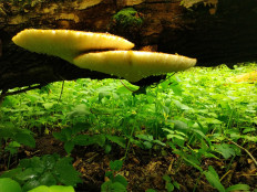 Трутовик чешуйчатый