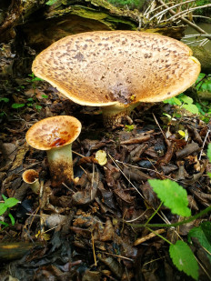 Трутовик чешуйчатый