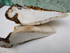 Трутовик чешуйчатый