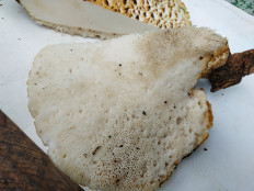 Трутовик чешуйчатый