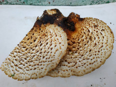 Трутовик чешуйчатый