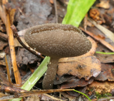 Helvella macropus - Лопастник длинноножковый