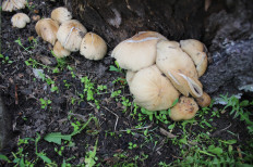 Гриб из Новосибирская область