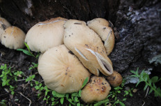 Гриб из Новосибирская область