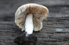 Гриб из Новосибирская область