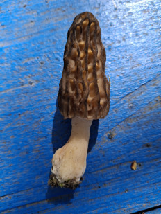 Сморчок конический