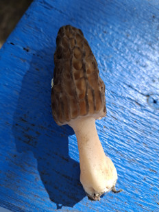 Сморчок конический