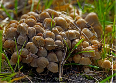 Навозник рассеянный