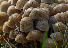 Навозник рассеянный