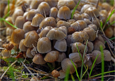 Навозник рассеянный