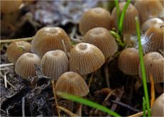 Навозник рассеянный