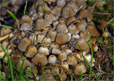 Навозник рассеянный