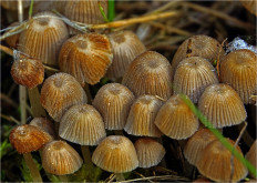 Навозник рассеянный