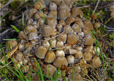 Навозник рассеянный