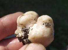 Entoloma abortivum - Энтолома недоразвитая