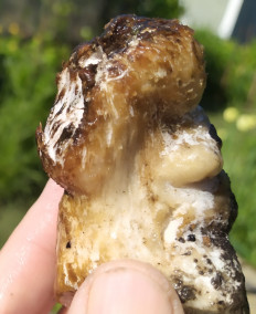 Entoloma abortivum - Энтолома недоразвитая