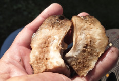 Entoloma abortivum - Энтолома недоразвитая