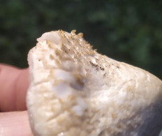 Entoloma abortivum - Энтолома недоразвитая