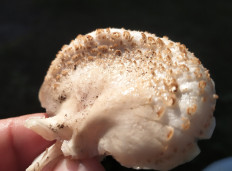 Entoloma abortivum - Энтолома недоразвитая