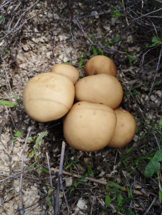 Agrocybe praecox - Полевик ранний