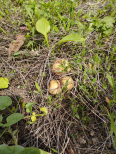 Agrocybe praecox - Полевик ранний