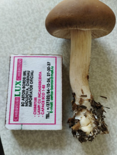 Agrocybe praecox - Полевик ранний