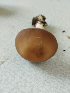 Agrocybe praecox - Полевик ранний