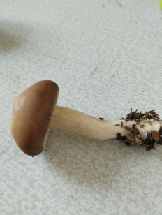 Agrocybe praecox - Полевик ранний