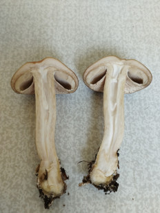 Agrocybe praecox - Полевик ранний