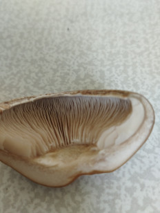 Agrocybe praecox - Полевик ранний