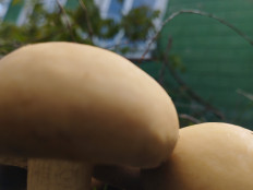 Agrocybe praecox - Полевик ранний