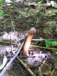 Шапочка сморчковая