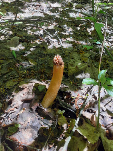 Шапочка сморчковая