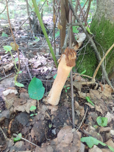 Шапочка сморчковая