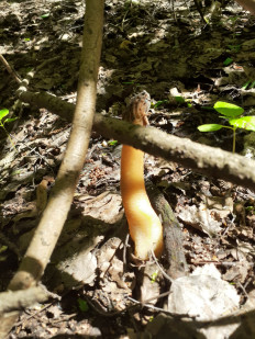 Шапочка сморчковая