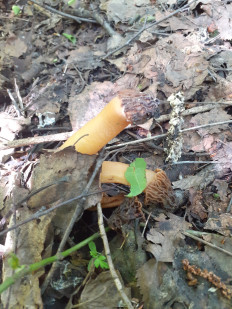 Шапочка сморчковая