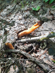 Шапочка сморчковая