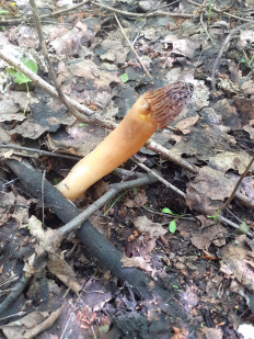 Шапочка сморчковая