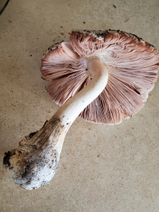 Вольвариелла слизистоголовая