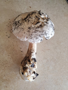 Вольвариелла слизистоголовая