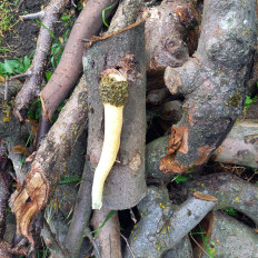 Гриб из Краснодар