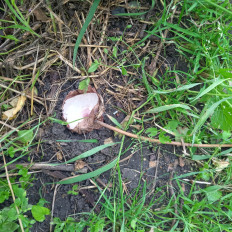 Гриб из Краснодар