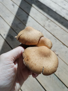 Псатирелла бархатистая