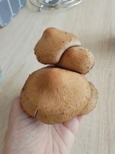 Псатирелла бархатистая