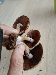 Псатирелла бархатистая