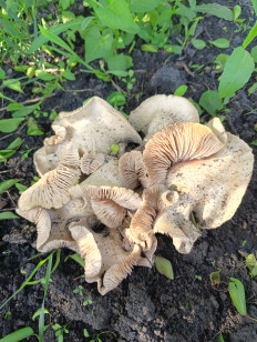 Гриб из Белгород