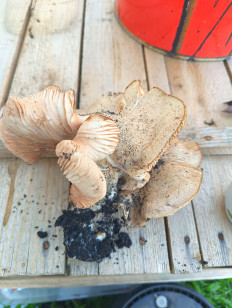 Гриб из Белгород