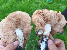 Гриб из Белгород