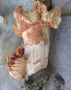 Энтолома садовая